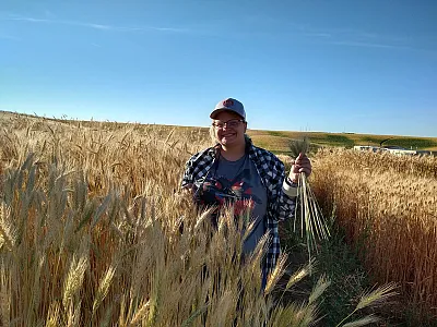 Sarah Peery, coauthor on a new study published in the journal Crop Science, collects wheat for late-maturity alpha amylase testing at the soft dough stage of grain development. Photo courtesy of Camille M. Steber, USDA-ARS.