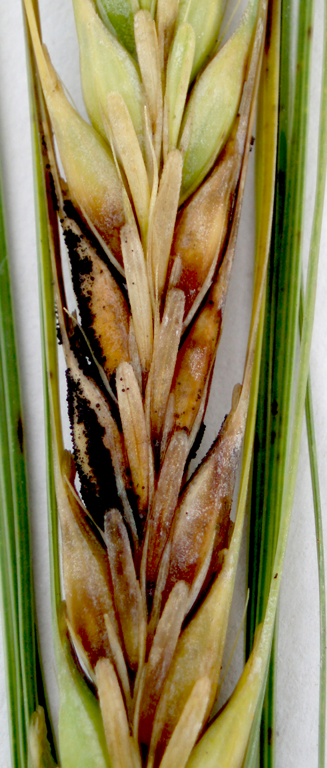 Fusarium head blight on barley. Photo by Javier Segura/CIMMYT.