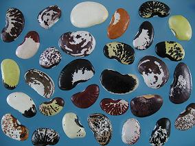 The image shows the great morphological diversity of seeds that can be found among Lima bean landraces from the Andes.