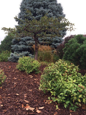 Mulched landscape with trees and bushes