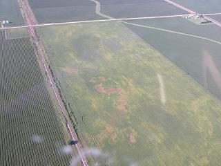 Soybean cyst nematode damage from central Iowa