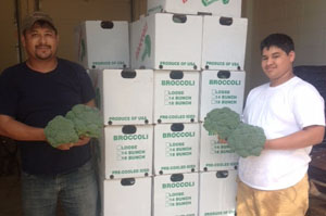 Broccoli in warehouse