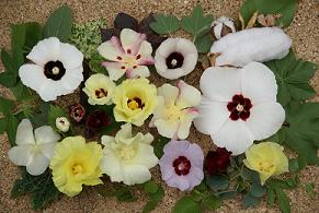 A portion of the flower diversity present in cotton germplasm resources.