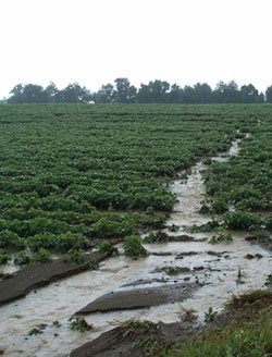 storm runoff in reduced-input watershed