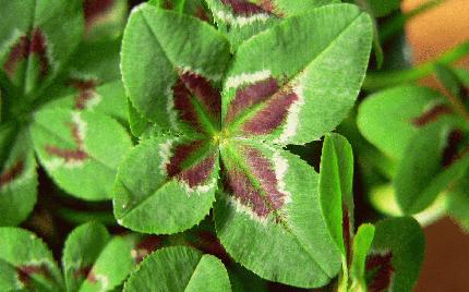 Four-leafed white clover