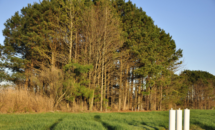 Trees and switchgrass buffer riparian plots