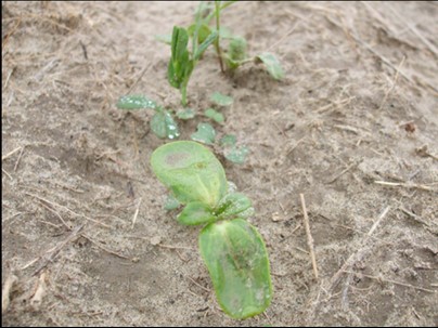 Soil crust forms when residue is not present