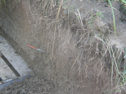 Miscanthus roots break up the soil.