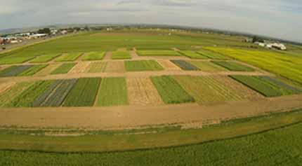 Montana fields of wheat, pea, flax