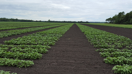 Dry bean breeding field trial in North Dakota