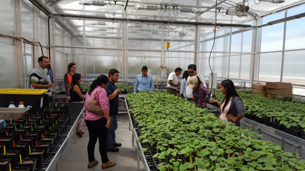 NDSU Greenhouse visitors and new varieties of kidney beans