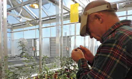 Plant breeder with chickpea flower