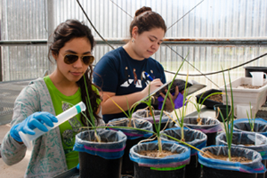 Triclosan-contaminated water added to plants in lab