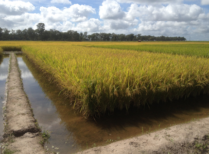 Corner of a flooded rice field