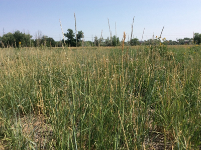 Native grass species near subdivision