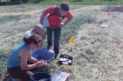 Soil samples from crimped cover crop plot