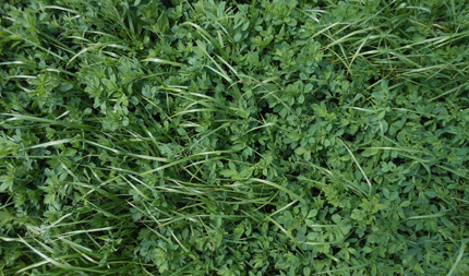 Alfalfa and grass mix in forage field