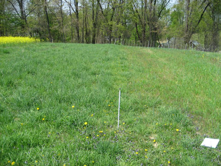 Comparison of left grassy legume plot with manure, right plot without manure