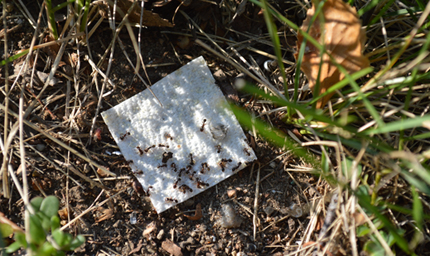 Ants attracted to bait and cabbage loopers