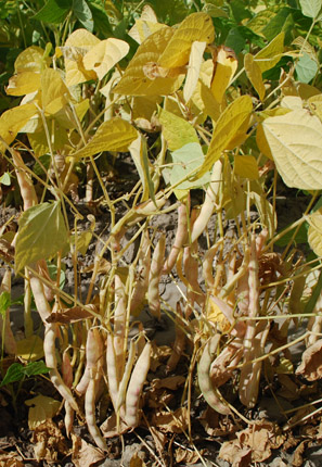 Long's Peak, an upright pinto bean