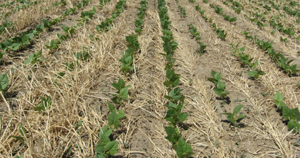 Pulse crops (beans) in no-till rye cover crop residue in Alberta, Canada