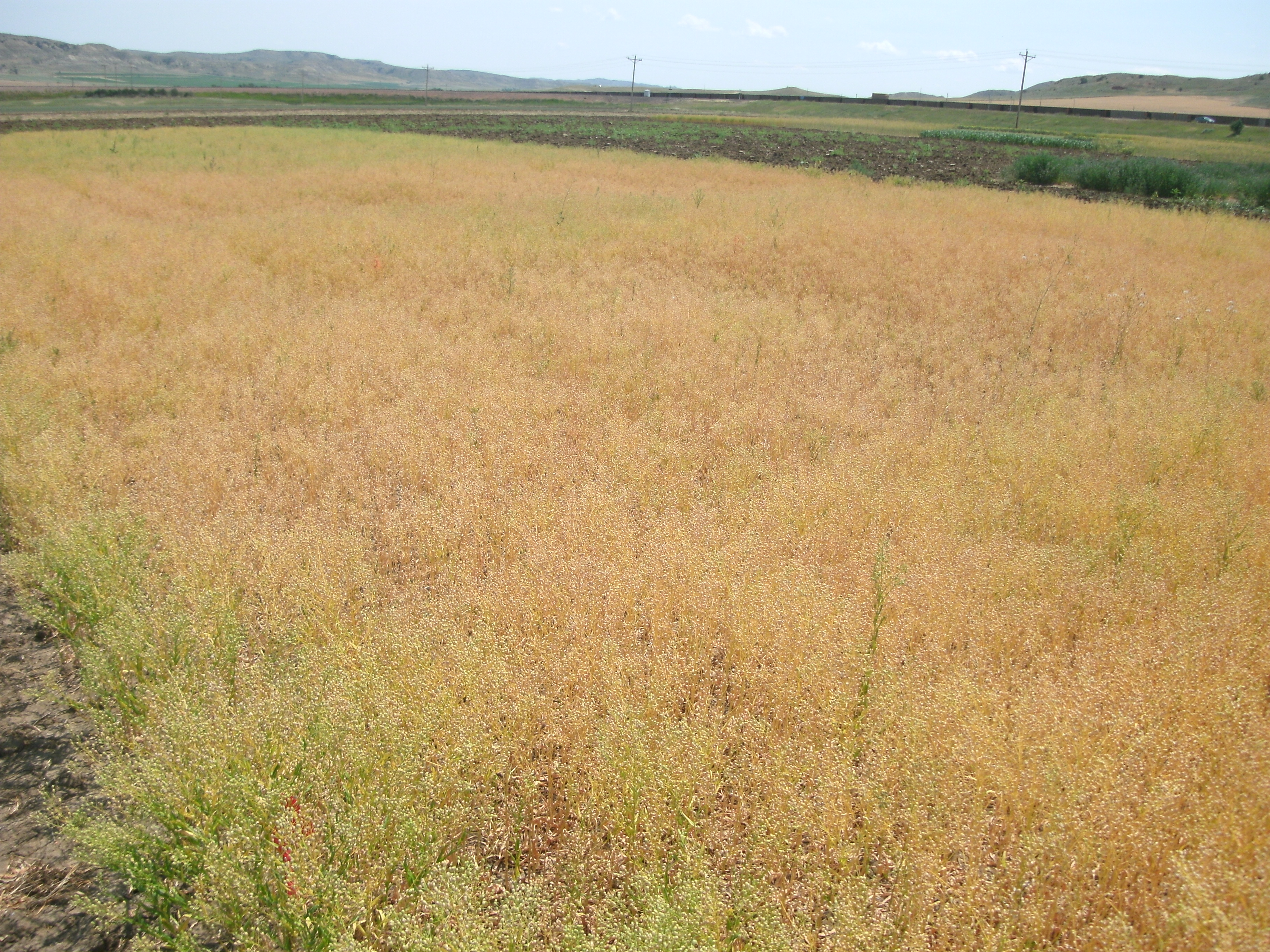 Camelina close to harvest