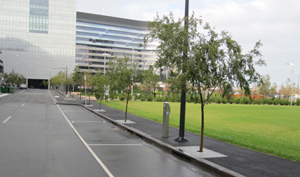 Street trees in Australia