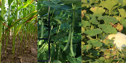 Corn, beans, squash: three sisters planting