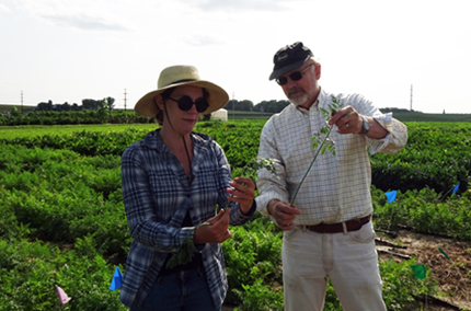 Two researchers hold carrots, including tops, in the field