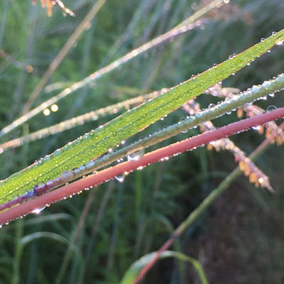 Dew dripping from grass