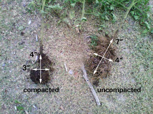 Tomato plant roots affected by compaction