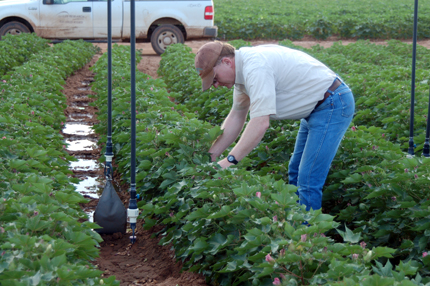 Researcher in cotton field adjusting center pivot irrigation system