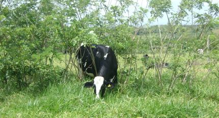 Cow in pasture with tree legumes