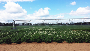 Potato field grown with National Fry Processing Trial breeds.