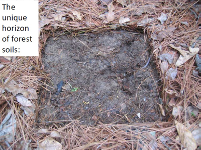 Forest floor organic matter 