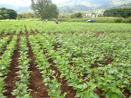 Andean diversity panel beans growing in Tanzania field