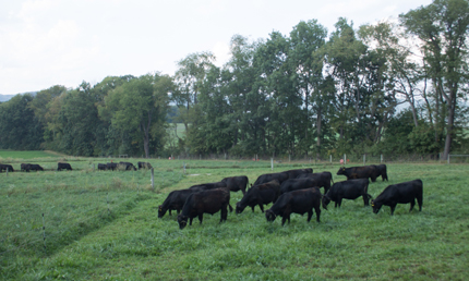 Cattle grazing in pasture