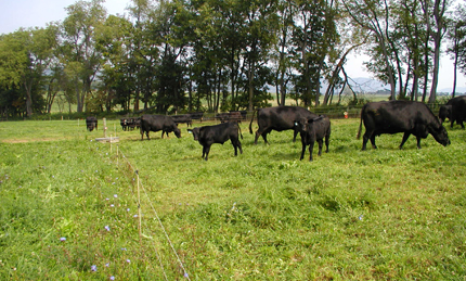 Grazing cattle in multi-species forage