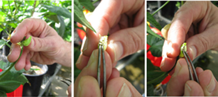 Crop breeders hand pollination of cowpea plant