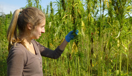 Industrial hemp in Canadian test plot