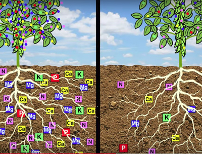 Soil nutrients go up into plants 