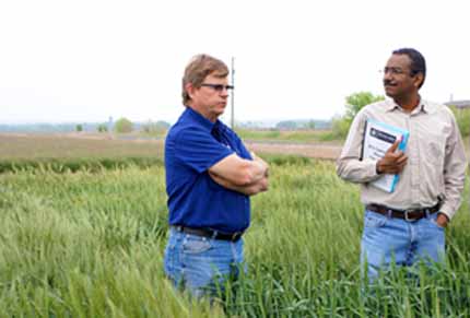 Researchers in wheat field, Texas