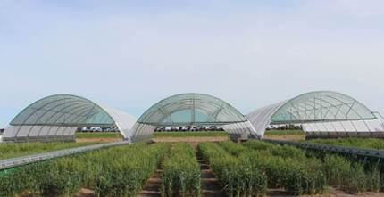 Drought tolerance wheat and rainout shelter