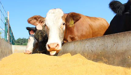 Cattle at trough with distillers' grain (DDGS)