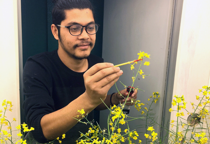 Pokharel with canola blossom in greenhouse