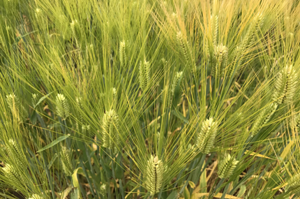 Buck barley in field