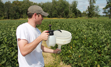 Bray collects soy kudzu bugs