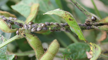 Kudzu bug on soy