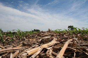 Corn residue in strip-till field