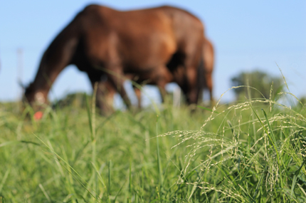 Horse grazing annual warm-season forage